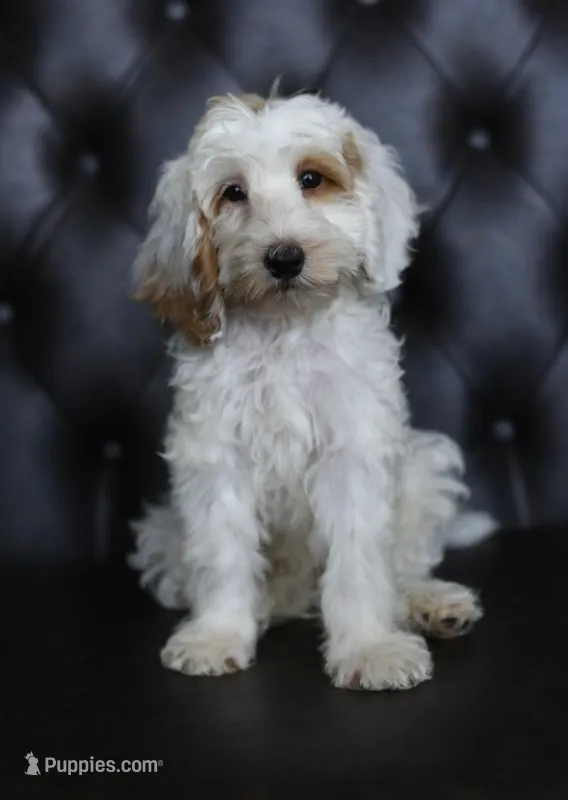 VICTORY – Miniature Goldendoodle puppy for sale in Athens, GA