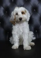 VICTORY, a female Miniature Goldendoodle for sale in Athens, GA – 1 of 2