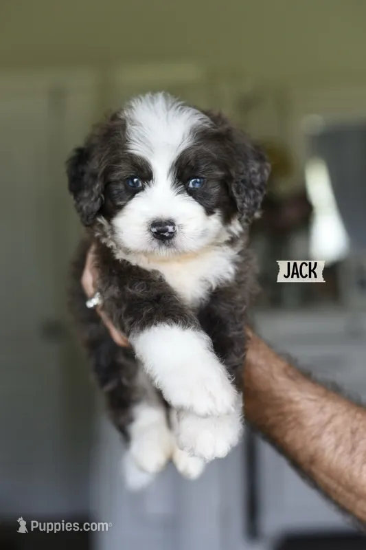 JACK – Miniature Bernedoodle puppy for sale in Athens, GA