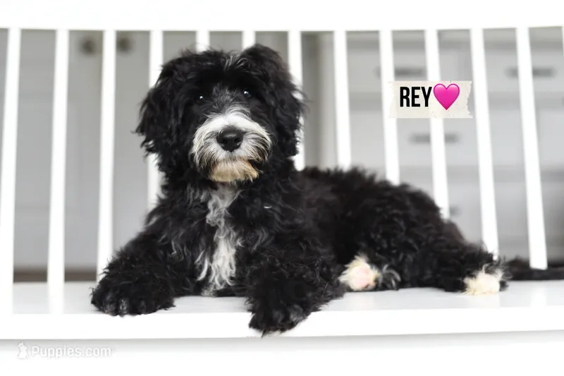 REY – Bernedoodle puppy for sale in Athens, GA