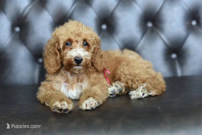 Goalie – Miniature Goldendoodle puppy for sale in Athens, GA
