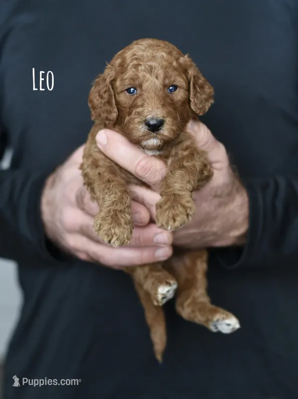 LEO
