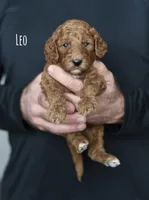 LEO, a male Goldendoodle and Miniature Goldendoodle for sale in Athens, GA – Photo 1 of 3