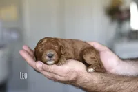 LEO, a male Goldendoodle and Miniature Goldendoodle for sale in Athens, GA – Photo 2 of 3