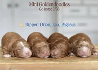 LEO, a male Goldendoodle and Miniature Goldendoodle for sale in Athens, GA – Photo 3 of 3