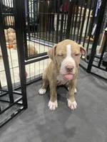Button (UKC and ADBA), a female American Pit Bull Terrier for sale in Los Angeles, CA – 2 of 7
