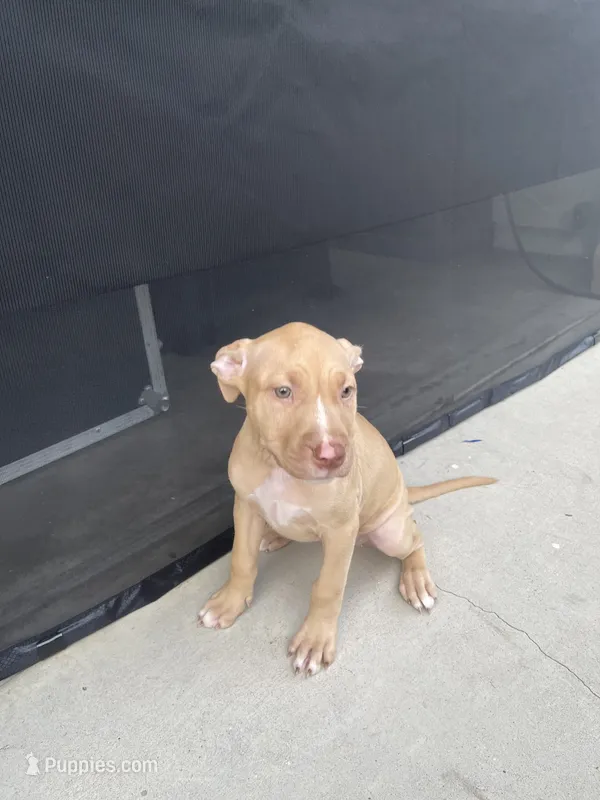 Bambi (UKC and ADBA) – American Pit Bull Terrier puppy for sale in Los Angeles, CA