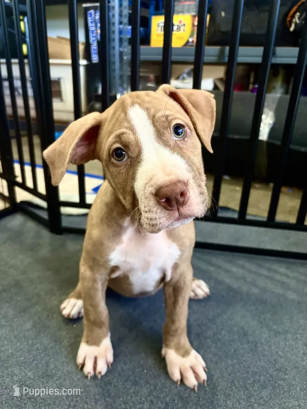 Button (UKC and ADBA) – American Pit Bull Terrier puppy for sale in Los Angeles, CA