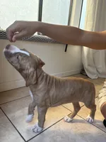 Button (UKC and ADBA), a female American Pit Bull Terrier for sale in Los Angeles, CA – 4 of 7