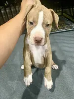Button (UKC and ADBA), a female American Pit Bull Terrier for sale in Los Angeles, CA – 3 of 5