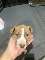 Button (UKC and ADBA), a female American Pit Bull Terrier for sale in Los Angeles, CA – 4 of 5