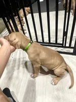 Dollar (UKC and ADBA), a male American Pit Bull Terrier for sale in Los Angeles, CA – 4 of 5