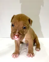 Dollar (UKC and ADBA), a male American Pit Bull Terrier for sale in Los Angeles, CA – 5 of 5