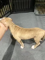 Button (UKC and ADBA), a female American Pit Bull Terrier for sale in Los Angeles, CA – 5 of 5