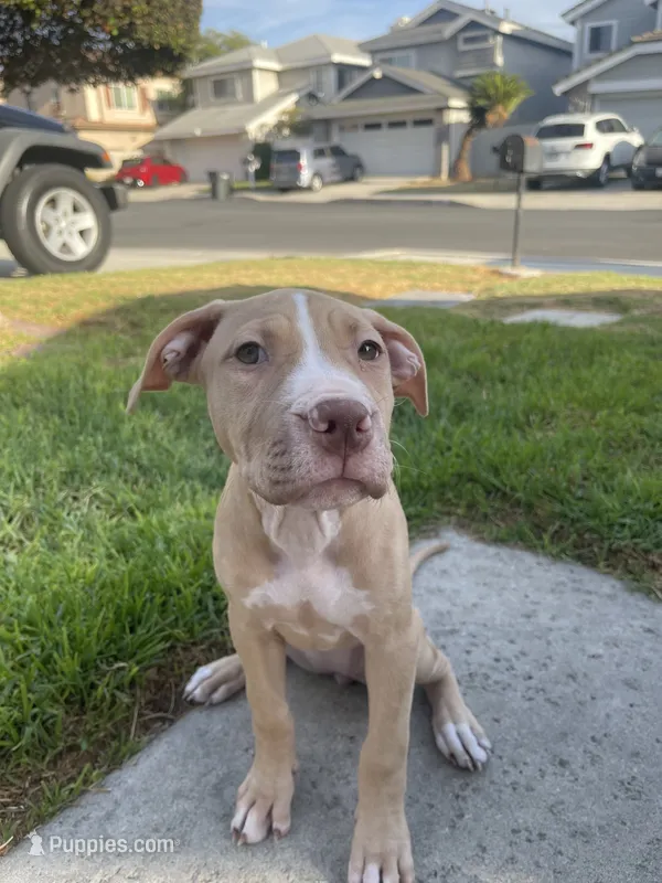 Daizy (UKC and ADBA) – American Pit Bull Terrier puppy for sale in Los Angeles, CA