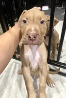 Dollar (UKC and ADBA), a male American Pit Bull Terrier for sale in Los Angeles, CA – 2 of 5