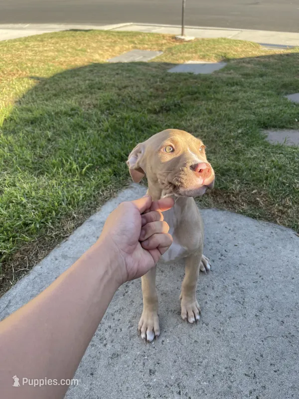 Bambi (UKC and ADBA) – American Pit Bull Terrier puppy for sale in Los Angeles, CA