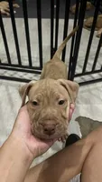 Duke (UKC and ADBA), a male American Pit Bull Terrier for sale in Los Angeles, CA – 3 of 5