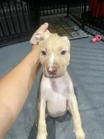 Bambi (UKC and ADBA), a female American Pit Bull Terrier for sale in Los Angeles, CA – 3 of 4