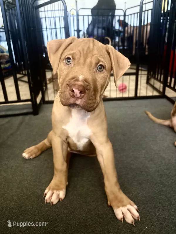 Dollar (UKC and ADBA) – American Pit Bull Terrier puppy for sale in Los Angeles, CA
