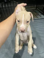 Daizy (UKC and ADBA), a female American Pit Bull Terrier for sale in Los Angeles, CA – 4 of 5