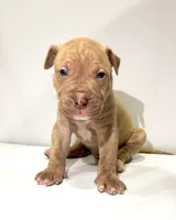 Duke (UKC and ADBA), a male American Pit Bull Terrier for sale in Los Angeles, CA – 5 of 5