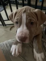Button (UKC and ADBA), a female American Pit Bull Terrier for sale in Los Angeles, CA – 5 of 7