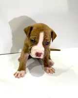 Button (UKC and ADBA), a female American Pit Bull Terrier for sale in Los Angeles, CA – 2 of 5