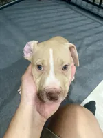 Daizy (UKC and ADBA), a female American Pit Bull Terrier for sale in Los Angeles, CA – 3 of 5
