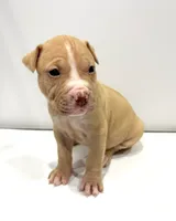 Daizy (UKC and ADBA), a female American Pit Bull Terrier for sale in Los Angeles, CA – 5 of 5