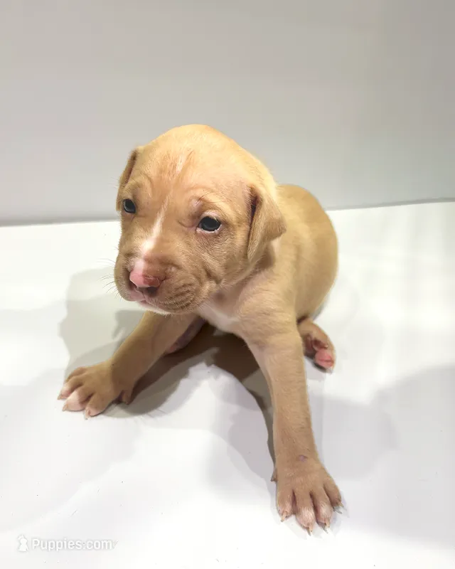 Bambi (UKC and ADBA) – American Pit Bull Terrier puppy for sale in Los Angeles, CA