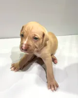 Bambi (UKC and ADBA), a female American Pit Bull Terrier for sale in Los Angeles, CA – 1 of 4