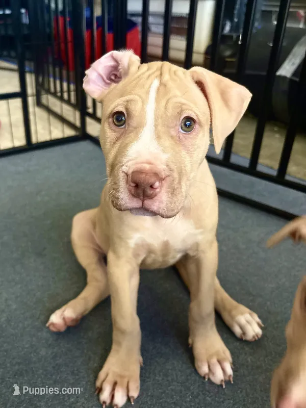Daizy (UKC and ADBA) – American Pit Bull Terrier puppy for sale in Los Angeles, CA