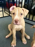 Daizy (UKC and ADBA), a female American Pit Bull Terrier for sale in Los Angeles, CA – 1 of 5