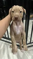 Duke (UKC and ADBA), a male American Pit Bull Terrier for sale in Los Angeles, CA – 2 of 5