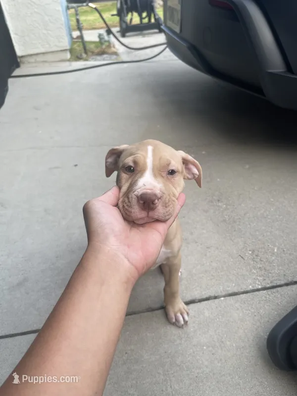 Daizy (UKC and ADBA) – American Pit Bull Terrier puppy for sale in Los Angeles, CA