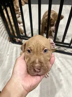 Dollar (UKC and ADBA), a male American Pit Bull Terrier for sale in Los Angeles, CA – 3 of 5