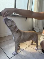 Button (UKC and ADBA), a female American Pit Bull Terrier for sale in Los Angeles, CA – 7 of 7