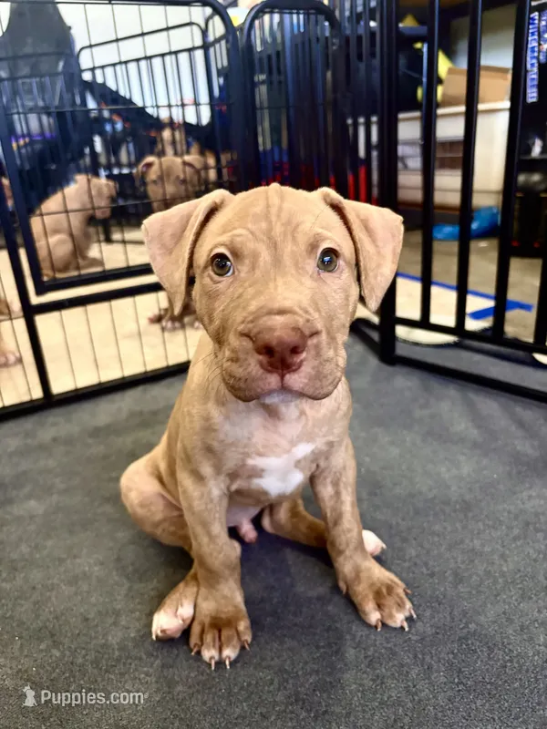 Duke (UKC and ADBA) – American Pit Bull Terrier puppy for sale in Los Angeles, CA