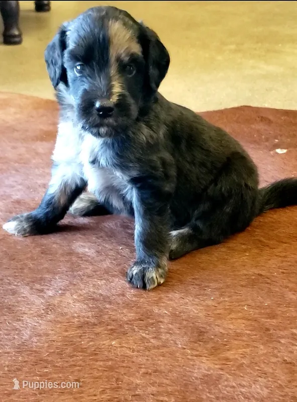 Patron the Aussiedoodle  – Miniature Aussiedoodle puppy for sale in Austin, TX