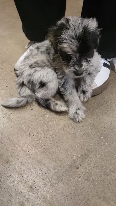 Lalo the Merle Aussiedoodle , a male Miniature Aussiedoodle for sale in Austin, TX – 4 of 4