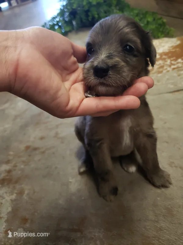 Aussiedoodle Merle – Aussiedoodle puppy for sale in Austin, TX