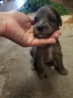 Aussiedoodle Merle, a female Aussiedoodle for sale in Austin, TX – 1 of 3