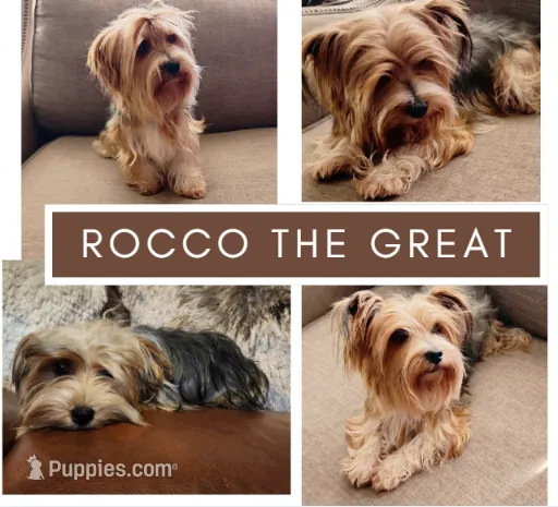 Rocco – Biewer puppy for sale in Austin, TX