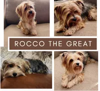 Rocco, a male Biewer for sale in Austin, TX – 1 of 1