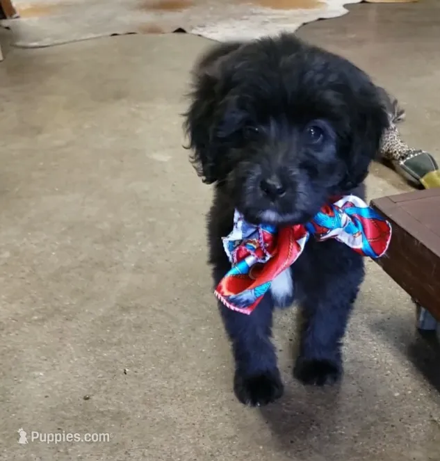 Tiny the Aussiedoodle – Poodle - Miniature , Miniature Aussiedoodle puppy for sale in Austin, TX