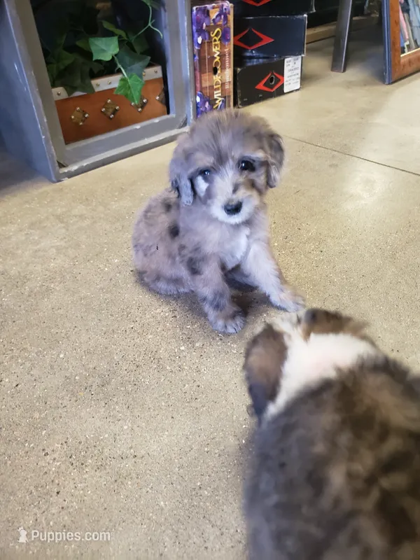 Aussiedoodle Merle – Aussiedoodle puppy for sale in Austin, TX