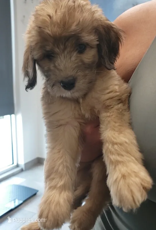 Brandy red Aussiedoodle  – Aussiedoodle puppy for sale in Austin, TX