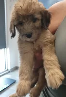 Missy - Red Aussiedoodle w/blue eye, a female Aussiedoodle for sale in Austin, TX – 4 of 7