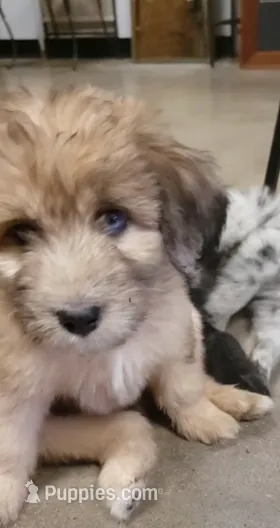 Missy - Red Aussiedoodle w/blue eye – Aussiedoodle puppy for sale in Austin, TX